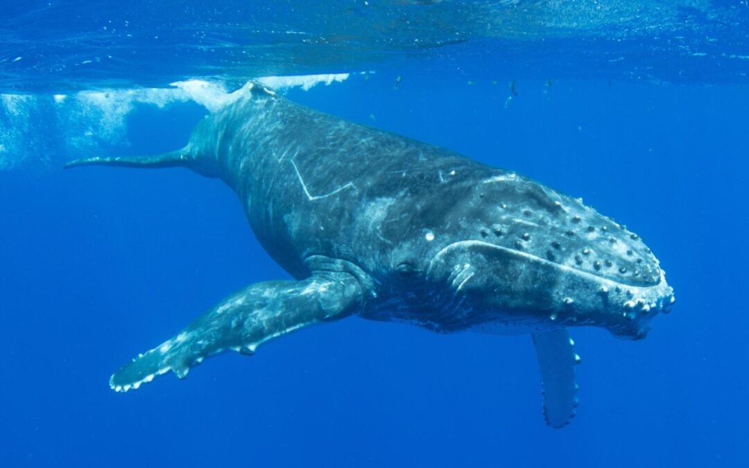 Le bruit des fonds marins
