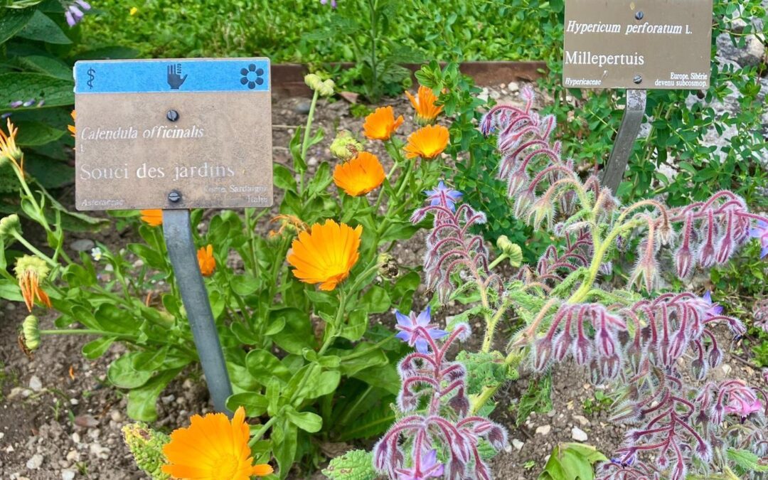 Lʹappel des plantes